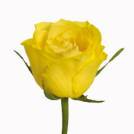 Topsun rose plant